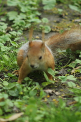 Sciurus vulgaris