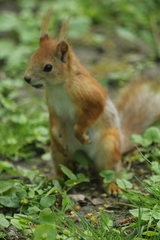 Sciurus vulgaris