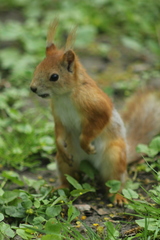 Sciurus vulgaris