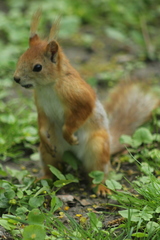Sciurus vulgaris