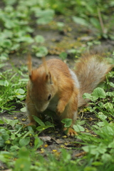 Sciurus vulgaris