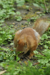 Sciurus vulgaris