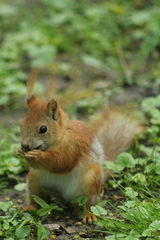 Sciurus vulgaris