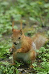 Sciurus vulgaris