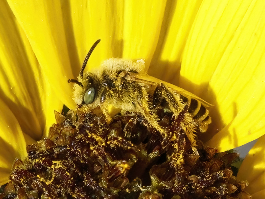Hesperapis carinata