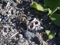 Diadophis punctatus similis