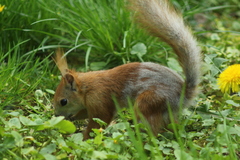 Sciurus vulgaris