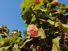 Dombeya × cayeuxii