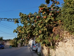 Dombeya × cayeuxii