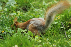 Sciurus vulgaris