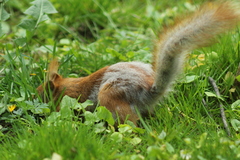 Sciurus vulgaris