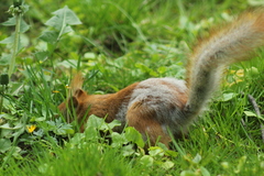 Sciurus vulgaris