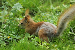 Sciurus vulgaris