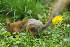 Sciurus vulgaris