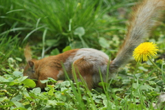 Sciurus vulgaris
