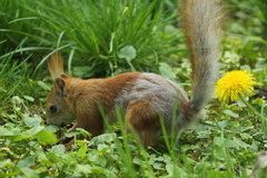 Sciurus vulgaris