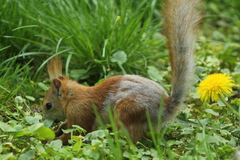 Sciurus vulgaris