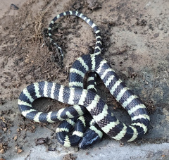 Oxyrhopus petolarius