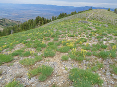 Castilleja flava flava