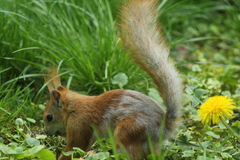 Sciurus vulgaris
