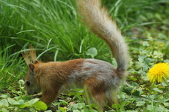 Sciurus vulgaris