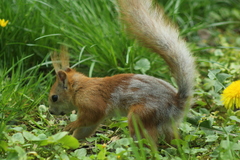Sciurus vulgaris