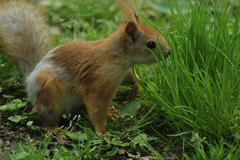 Sciurus vulgaris