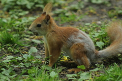 Sciurus vulgaris