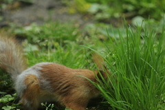 Sciurus vulgaris