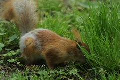 Sciurus vulgaris