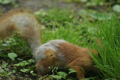 Sciurus vulgaris