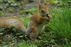 Sciurus vulgaris