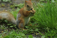 Sciurus vulgaris