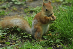Sciurus vulgaris