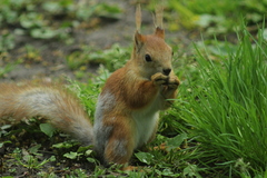 Sciurus vulgaris