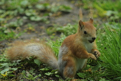 Sciurus vulgaris