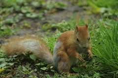 Sciurus vulgaris
