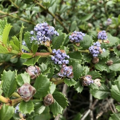 Ceanothus gloriosus