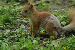 Sciurus vulgaris