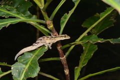 Bavayia sauvagii