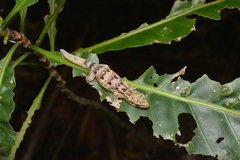 Bavayia sauvagii