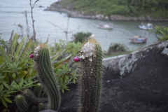 Coleocephalocereus fluminensis