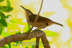 Ptiloris paradiseus
