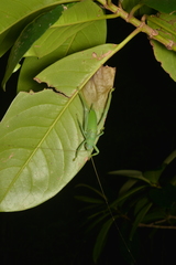 Pseudophyllanax imperialis