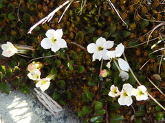 Lobelia glaberrima