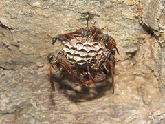 Mischocyttarus drewseni