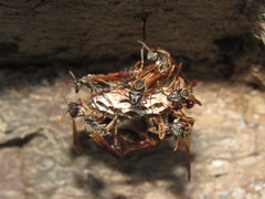 Mischocyttarus drewseni