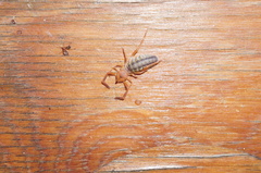 Ammotrechidae