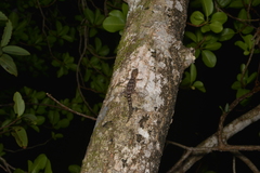 Bavayia sauvagii