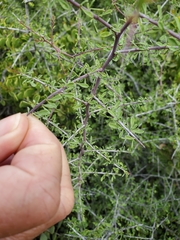 Condalia globosa globosa